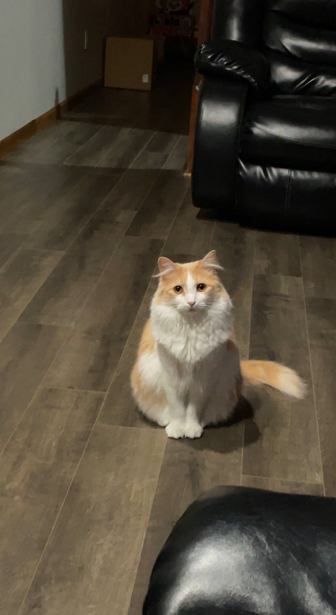 Doobie is registered to the contest to win money with this photo: canidae, carnivore, cat, couch, domestic_short_haired_cat, fawn, felidae, floor, flooring, fur, hardwood, laminate_flooring, road_surface, room, small_to_medium_sized_cats, tail, tile_flooring, whiskers, wood, wood_flooring