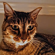 Daisy joined the competition — help win amazing prizes! animal, brown, cat, close_up, cute, domestic_animal, ears, expression, eyes, face, feline, fur, indoor, mammal, pet, portrait, soft_light, striped, tabby_cat, whiskers