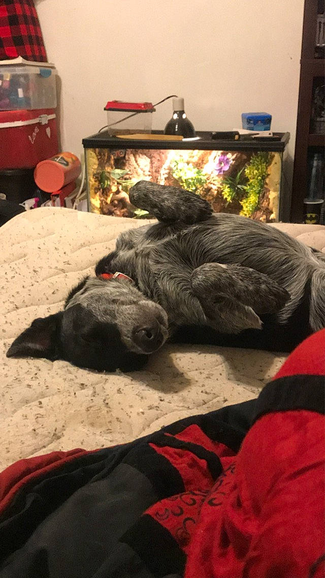 Kato is registered to the contest to win money with this photo: bed_sheet, canidae, carnivore, cat, comfort, couch, fur, furniture, linens, nap, non_sporting_group, room, sleep, textile