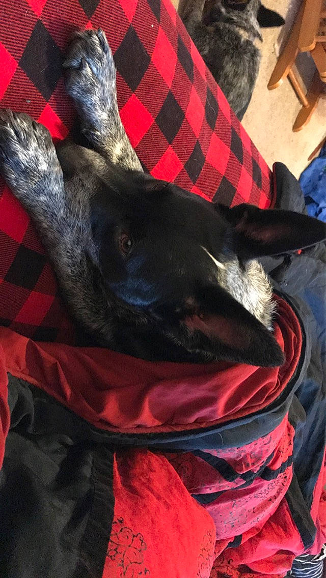 Kato joined the competition — help win amazing prizes! canidae, carnivore, dog_breed, guard_dog, sporting_group