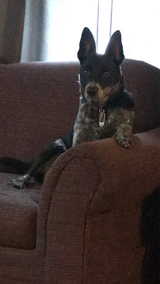 Kato joined the competition — help win amazing prizes! australian_cattle_dog, australian_stumpy_tail_cattle_dog, canidae, carnivore, dog, dog_breed, mammal, sporting_group, vertebrate