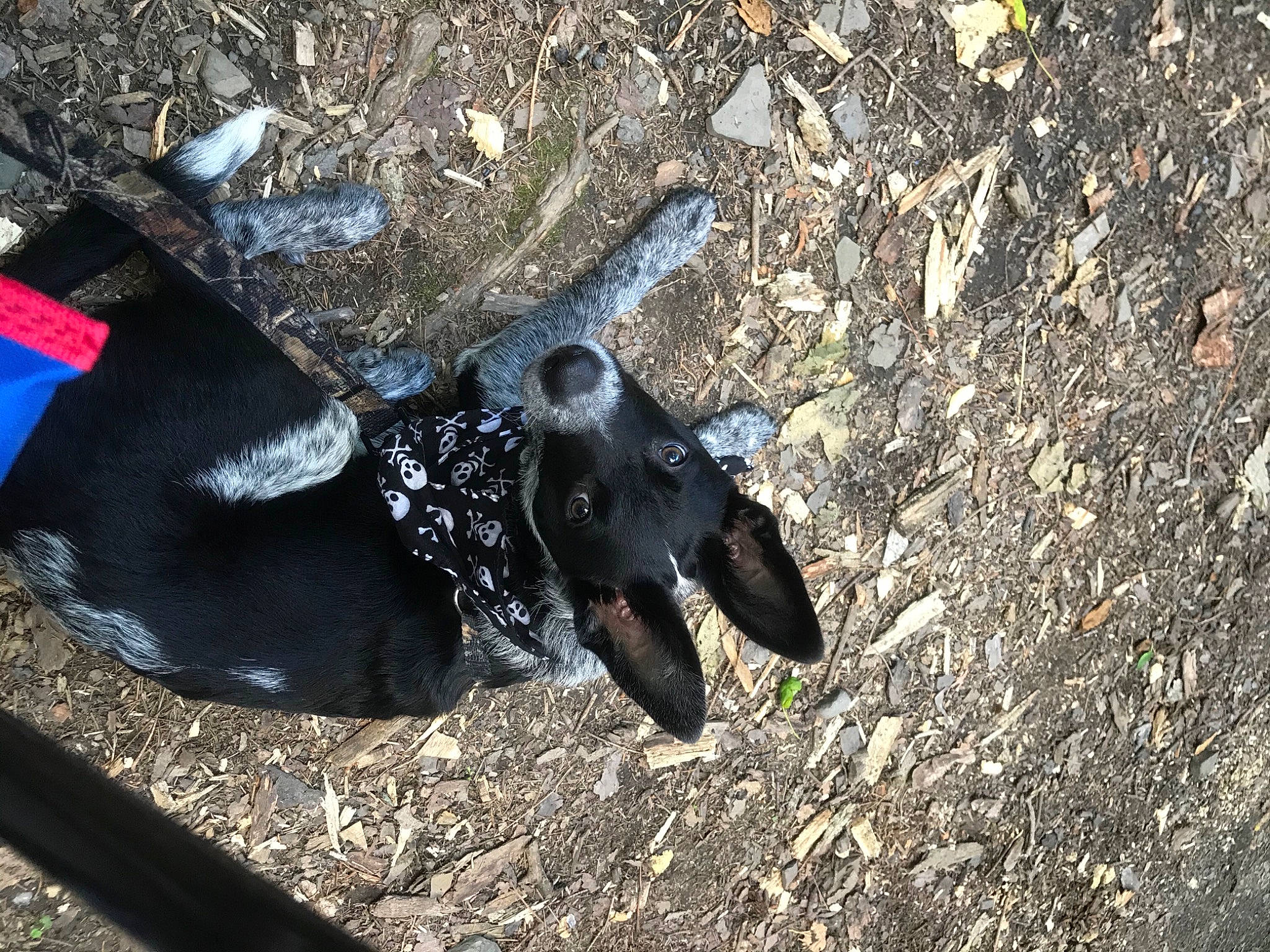 Kato joined the competition — help win amazing prizes! canidae, carnivore, dog_breed, soil, sporting_group