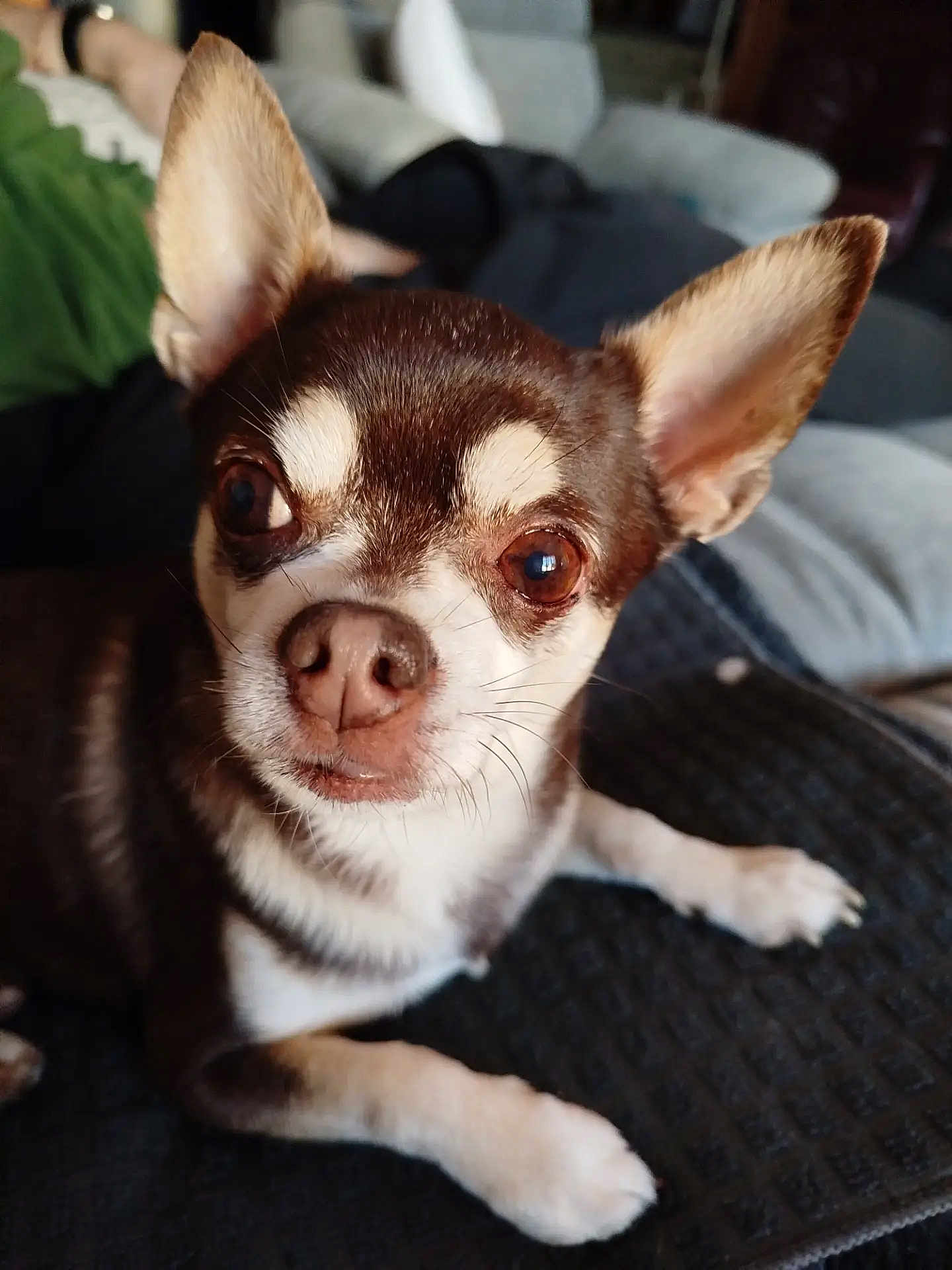 Justy a rejoint le concours — aidez-le/la à gagner de superbes lots ! dog, chihuahua, close_up, pet, animal, ears, brown_and_white, blanket, indoor, furniture, human, couch, relaxed, lying_down, face, eyes, nose, whiskers, paw, cute