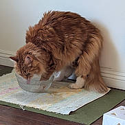Sunny joined the competition — help win amazing prizes! animal, cat, domestic_animal, drinking, feline, flooring, fluffy, fur, glass_bowl, household, hydration, indoor, orange_tabby, pet, relaxed, rug, side_view, water_bowl, white_wall, wooden_floor