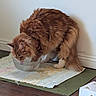 animal, cat, domestic_animal, drinking, feline, flooring, fluffy, fur, glass_bowl, household, hydration, indoor, orange_tabby, pet, relaxed, rug, side_view, water_bowl, white_wall, wooden_floor