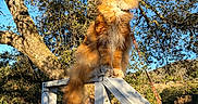 Sunny is registered to the contest to win money with this photo: cat, maine_coon, orange_cat, feline, pet, animal, outdoor, nature, tree, wooden_fence, sunlight, daytime, blue_sky, leash, fluffy_tail, portrait, majestic, wildlife, landscape, rustic
