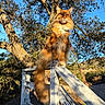 cat, maine_coon, orange_cat, feline, pet, animal, outdoor, nature, tree, wooden_fence, sunlight, daytime, blue_sky, leash, fluffy_tail, portrait, majestic, wildlife, landscape, rustic