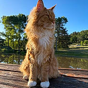 Sunny is registered to the contest to win money with this photo: cat, orange_cat, fluffy_fur, white_paws, sitting, wooden_bench, outdoor, nature, trees, pond, sunlight, daytime, blue_sky, serene, animal, pet, fur, whiskers, calm, peaceful