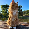 cat, orange_cat, fluffy_fur, white_paws, sitting, wooden_bench, outdoor, nature, trees, pond, sunlight, daytime, blue_sky, serene, animal, pet, fur, whiskers, calm, peaceful