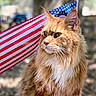 cat, orange_cat, fluffy, long_hair, animal, pet, outdoor, flag, american_flag, proud, portrait, nature, fur, whiskers, ears, background_blur, daylight, close_up, serious, majestic