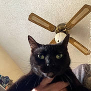 Ebony joined the competition — help win amazing prizes! cat, black_cat, pet, feline, whiskers, green_eyes, indoor, ceiling, ceiling_fan, portrait, close_up, person_hand, holding, home, fur, ears, nose, eyes, curious, domestic_animal