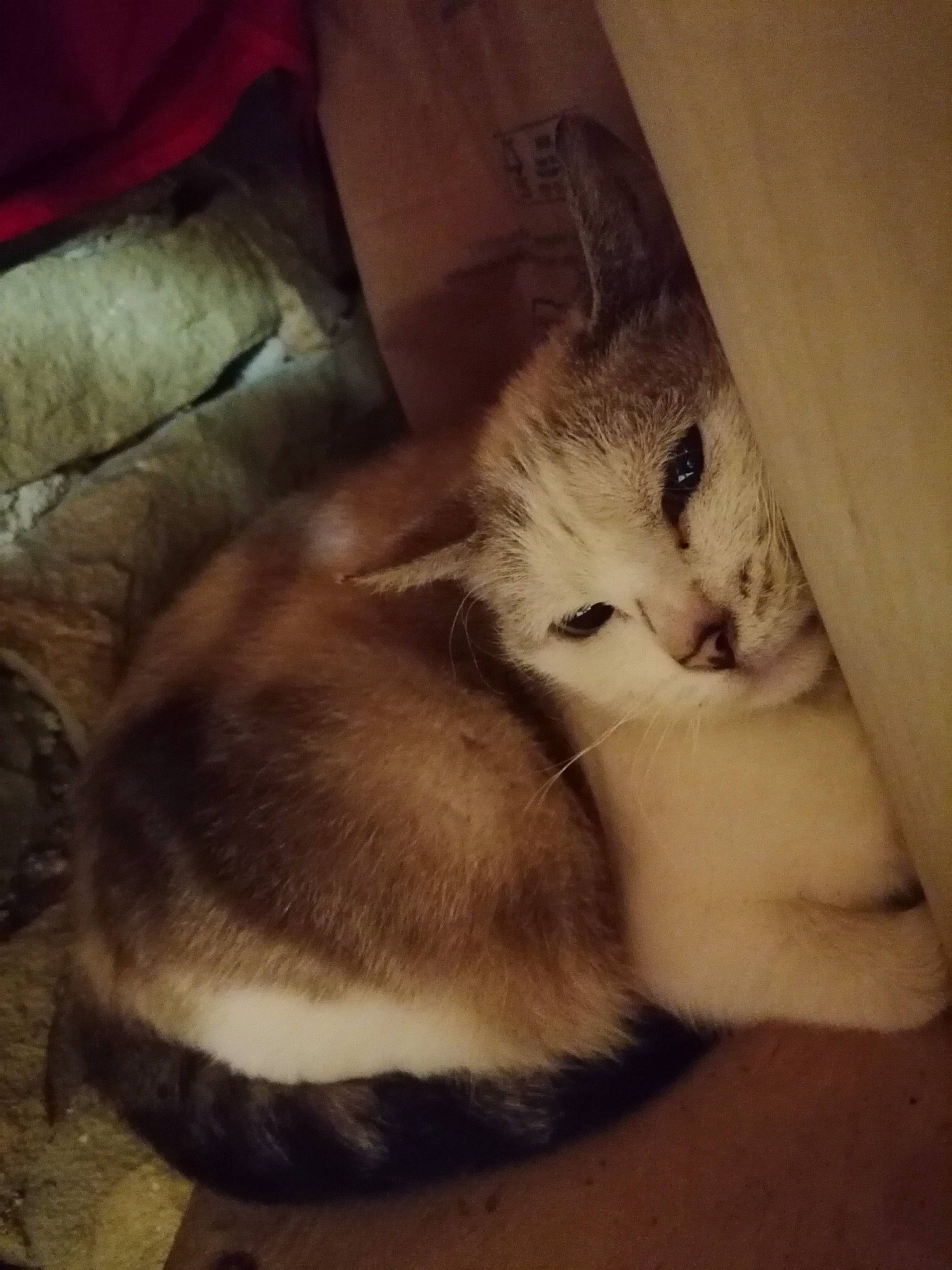 White participe au concours pour gagner de l'argent avec cette photo : carnivore, cat, claw, cloud, comfort, domestic_short_haired_cat, fawn, felidae, fur, hardwood, mammal, meteorological_phenomenon, paw, small_to_medium_sized_cats, snout, tail, textile, tints_and_shades, whiskers, wood