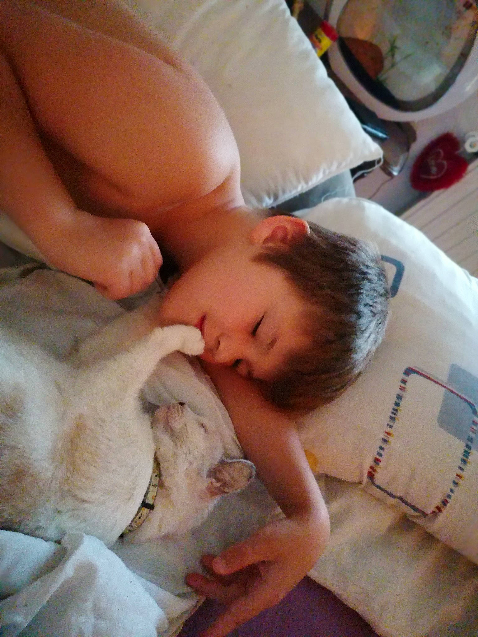 White a rejoint le concours — aidez-le/la à gagner de superbes lots ! abdomen, baby, bedtime, carnivore, cat, comfort, companion_dog, face, fawn, felidae, finger, hand, head, linens, nail, nose, skin, small_to_medium_sized_cats, toddler, whiskers