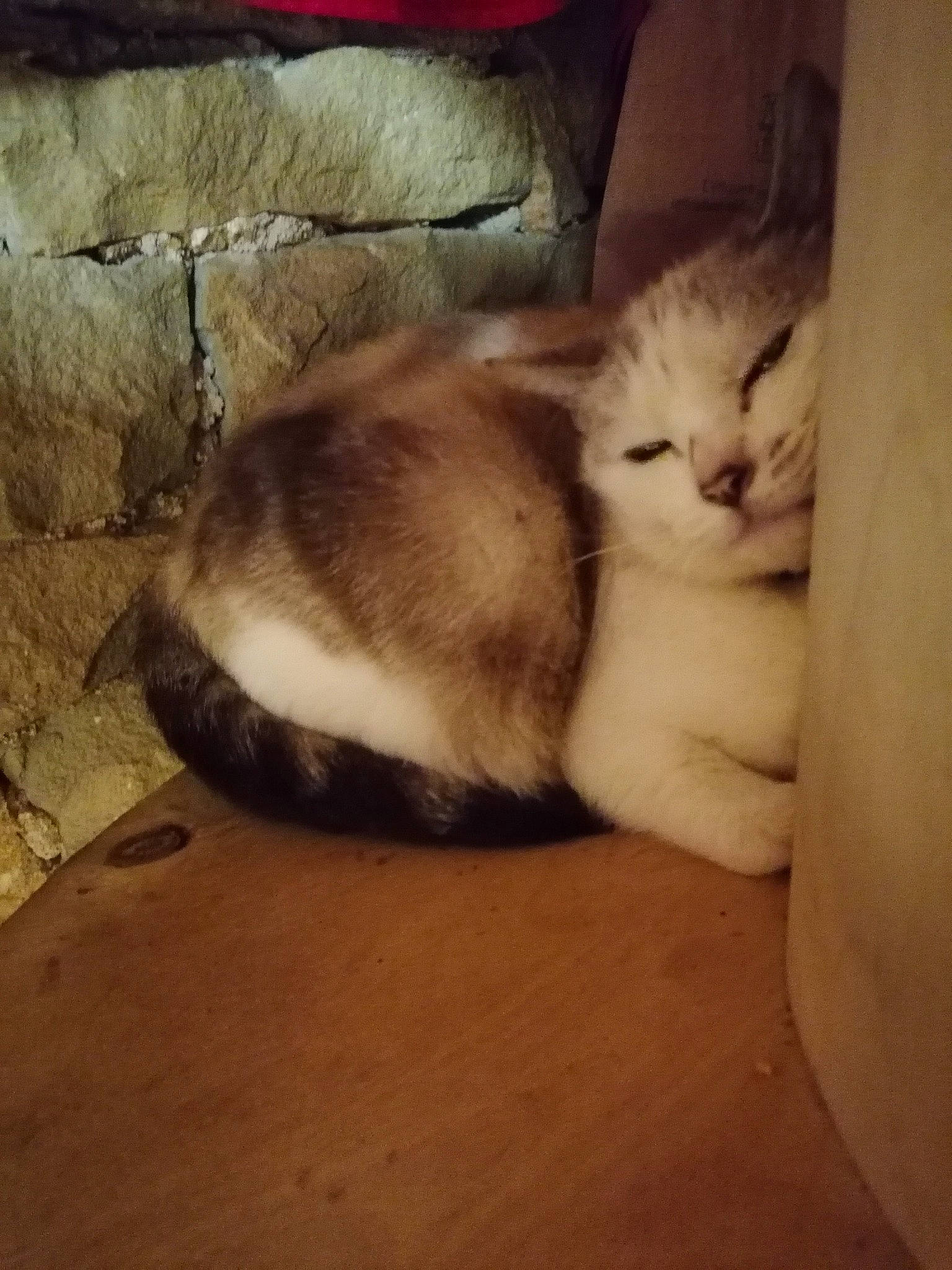 White a rejoint le concours — aidez-le/la à gagner de superbes lots ! box, carnivore, cat, claw, cloud, comfort, domestic_short_haired_cat, fawn, felidae, flooring, fur, hardwood, metal, paw, small_to_medium_sized_cats, snout, tail, tints_and_shades, whiskers, wood