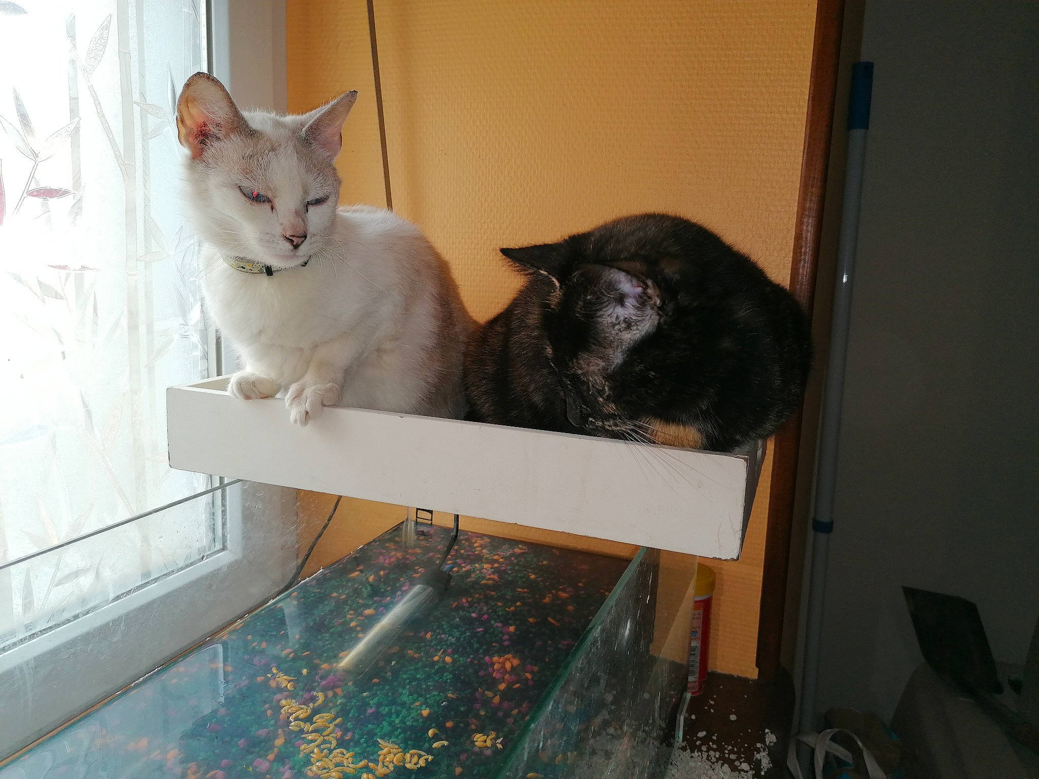 White a rejoint le concours — aidez-le/la à gagner de superbes lots ! carnivore, cat, cat_supply, domestic_short_haired_cat, felidae, fixture, fur, grey, hardwood, rectangle, room, small_to_medium_sized_cats, tail, whiskers, window, wood