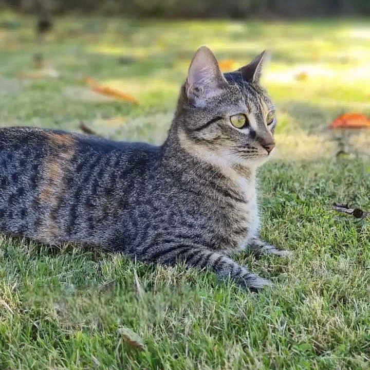 Ruby participe au concours pour gagner de l'argent avec cette photo : cat, tabby, grass, outdoor, nature, animal, pet, feline, alert, sitting, ears, striped, mammal, daylight, greenery, relaxed, closeup, wildlife, domestic, focused