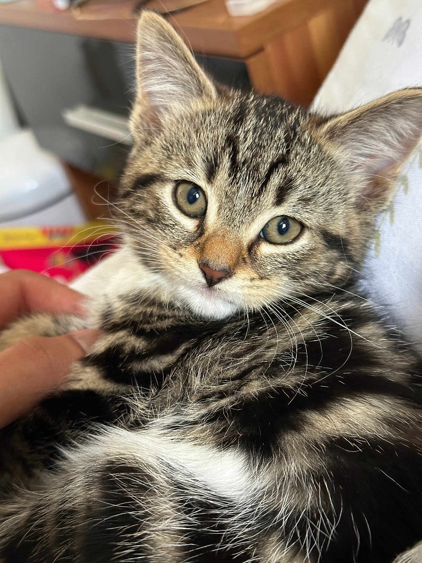Daisy joined the competition — help win amazing prizes! kitten, cat, tabby, close_up, fur, eyes, pet, animal, indoor, cozy, cute, whiskers, young, hand, resting, portrait, domestic, feline, soft, curious