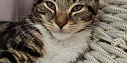 Daisy joined the competition — help win amazing prizes! cat, tabby, pet, animal, feline, fur, whiskers, ears, relaxed, resting, indoor, chair, woven_chair, texture, closeup, cute, domestic_animal, mammal, sleepy, companion