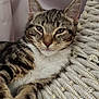cat, tabby, pet, animal, feline, fur, whiskers, ears, relaxed, resting, indoor, chair, woven_chair, texture, closeup, cute, domestic_animal, mammal, sleepy, companion