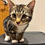 Daisy is registered to the contest to win money with this photo: kitten, cat, tabby, close_up, curious, whiskers, ears, paws, indoor, pet, animal, feline, young, cute, standing, brown, black_stripes, white_paws, face, fur