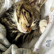 Daisy joined the competition — help win amazing prizes! cat, kitten, sleeping, tabby, fur, paw, blanket, cozy, cute, pet, animal, resting, whiskers, soft, closeup, relaxation, domestic_cat, feline, nap, comfort
