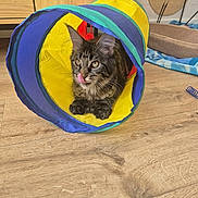 Ankara participe au concours pour gagner de l'argent avec cette photo : animal, cat, colorful, cozy, curious, cute, domestic_animal, ears_up, feline, furniture, home, indoor, pet, play_tunnel, resting, striped, tabby_cat, tongue_out, toy, wooden_floor