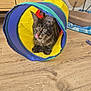 animal, cat, colorful, cozy, curious, cute, domestic_animal, ears_up, feline, furniture, home, indoor, pet, play_tunnel, resting, striped, tabby_cat, tongue_out, toy, wooden_floor