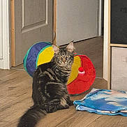 Ankara participe au concours pour gagner de l'argent avec cette photo : cat, tabby, indoor, floor, wooden_floor, toy, colorful, blanket, pet, animal, feline, curious, sitting, ears, tail, fur, home, door, room, cozy