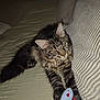 animal, bed, cat, cozy, cute, domestic, ears, feline, fur, indoor, laying, mouse_toy, paw, pet, pillow, resting, striped, tabby, toy, whiskers