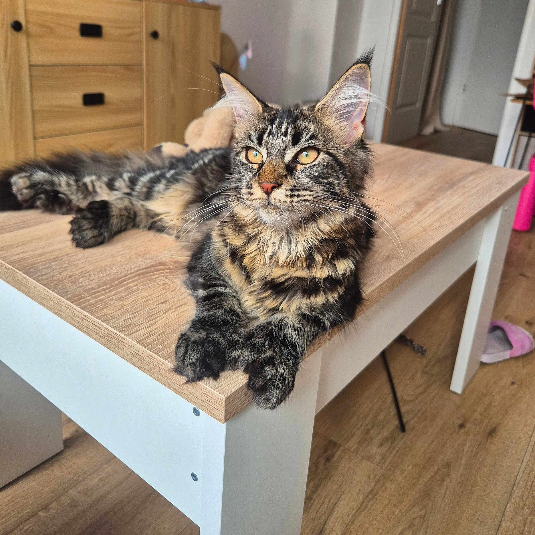 Ankara participe au concours pour gagner de l'argent avec cette photo : amber_eyes, cat, cozy, domestic_cat, ears, feline, floor, fur, furniture, home, indoor, living_room, lounging, paws, pet, relaxed, tabby, table, whiskers, wooden_table