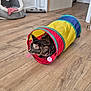 Ankara a rejoint le concours — aidez-le/la à gagner de superbes lots ! animal, broom, cat, cat_bed, colorful, cozy, curious, door, feline, flooring, home, indoor, pet, play_tunnel, playful, resting, tabby, toy_ball, whiskers, wooden_floor