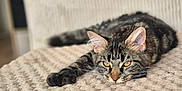 Ankara participe au concours pour gagner de l'argent avec cette photo : animal, blanket, cat, cozy, cute, domestic, ears, eyes, feline, fur, home, indoor, laying, pet, relaxed, resting, soft, tabby, texture, whiskers