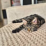 animal, blanket, cat, cozy, cute, domestic, ears, eyes, feline, fur, home, indoor, laying, pet, relaxed, resting, soft, tabby, texture, whiskers