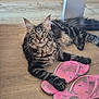Ankara participe au concours pour gagner de l'argent avec cette photo : cat, tabby, pet, indoor, floor, flip_flops, pink, wooden_floor, curious, paw, relaxed, striped, fur, ears, whiskers, table_leg, domestic, playful, animal, closeup