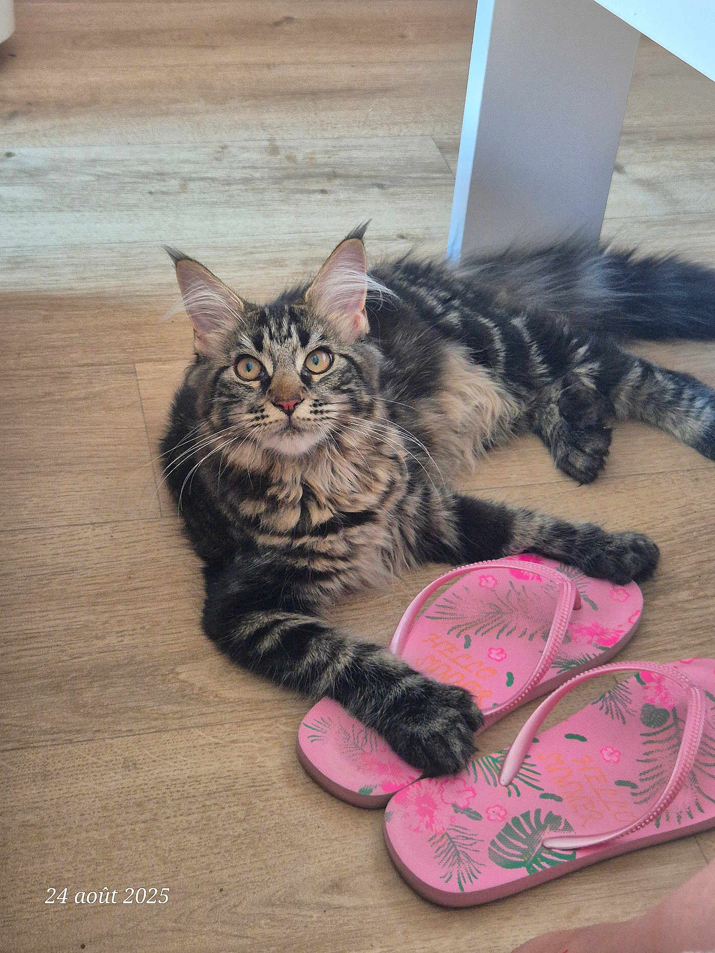 Ankara participe au concours pour gagner de l'argent avec cette photo : cat, tabby, pet, indoor, floor, flip_flops, pink, wooden_floor, curious, paw, relaxed, striped, fur, ears, whiskers, table_leg, domestic, playful, animal, closeup