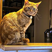 Tigrou participe au concours pour gagner de l'argent avec cette photo : cat, ginger_cat, pet, feline, indoor, countertop, wood, fur, whiskers, collar, tag, animal, domestic_animal, household, kitchen, sitting, looking_away, orange, cute, portrait