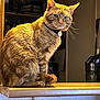 animal, cat, collar, countertop, cute, domestic_animal, feline, fur, ginger_cat, household, indoor, kitchen, looking_away, orange, pet, portrait, sitting, tag, whiskers, wood