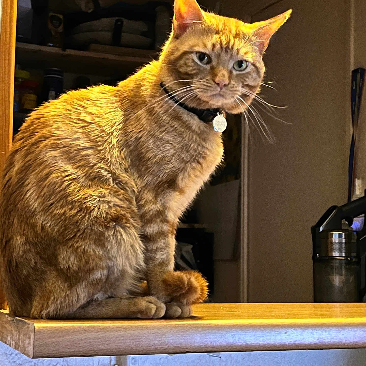 Tigrou participe au concours pour gagner de l'argent avec cette photo : animal, cat, collar, countertop, cute, domestic_animal, feline, fur, ginger_cat, household, indoor, kitchen, looking_away, orange, pet, portrait, sitting, tag, whiskers, wood