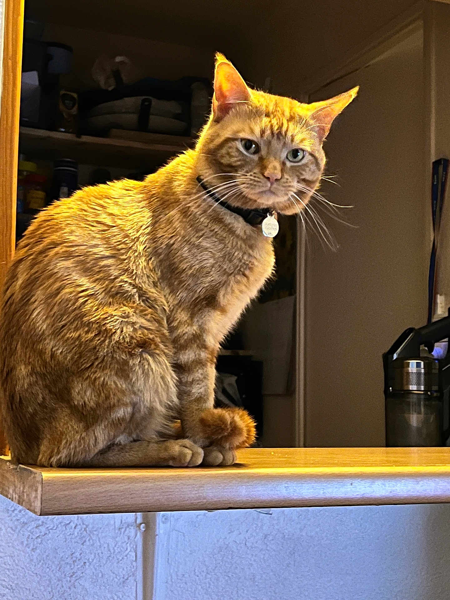 Tigrou participe au concours pour gagner de l'argent avec cette photo : cat, ginger_cat, pet, feline, indoor, countertop, wood, fur, whiskers, collar, tag, animal, domestic_animal, household, kitchen, sitting, looking_away, orange, cute, portrait
