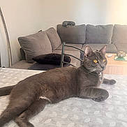 Choupy participe au concours pour gagner de l'argent avec cette photo : bright_eyes, cat, collar, cushion, decor, domestic_animal, furniture, gray_cat, home, indoor, living_room, orange_eyes, pet, pillow, quiet, relaxed, resting, sofa, tablecloth, wooden_table