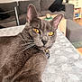 Choupy participe au concours pour gagner de l'argent avec cette photo : amber_eyes, bell, cat, closeup, collar, couch, curious, domestic_animal, fur, furniture, gray_cat, home, indoor, living_room, pet, portrait, relaxed, sofa, tablecloth, whiskers