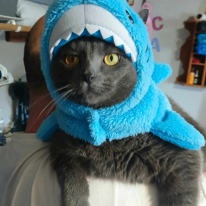 Gee joined the competition — help win amazing prizes! blue_costume, cat, closeup, costume, cute, fabric, gray_fur, hat, indoor, paw, person, pet, pillow, plush, portrait, shark_costume, shelf, shoulder, whiskers, yellow_eyes
