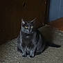 cat, black_cat, indoor, carpet, door, sitting, pet, animal, feline, yellow_eyes, portrait, whiskers, fur, curious, home, doorway, shadow, paws, floor, stare
