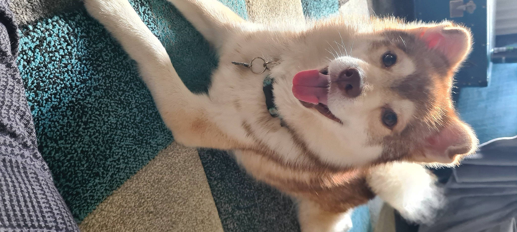 Flash is registered to the contest to win money with this photo: canidae, carnivore, collar, companion_dog, dog, dog_breed, fawn, felidae, fur, german_spitz, paw, pomeranian, small_to_medium_sized_cats, snout, spitz, sporting_group, terrestrial_animal, toy_dog, volpino_italiano, whiskers