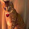 cat, orange_tabby, pet, indoor, curtain, collar, heart_tag, whiskers, fur, animal, cute, portrait, sitting, domestic_cat, feline, eyes, ears, mammal, warm_light, closeup
