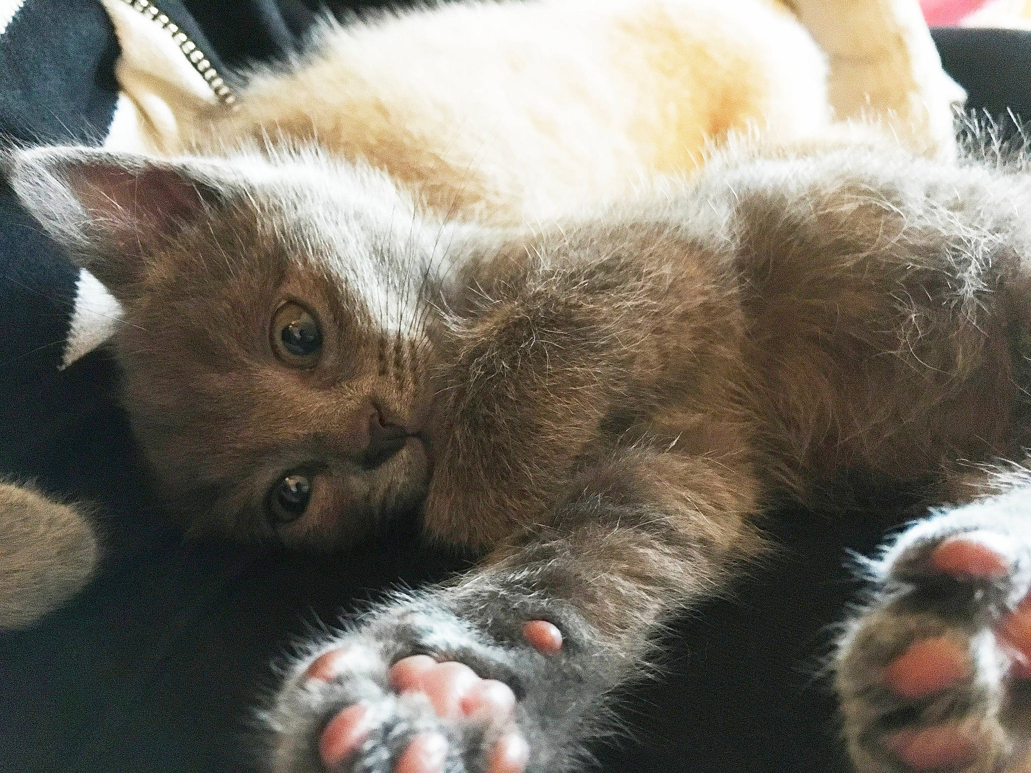 Minoutte participe au concours pour gagner de l'argent avec cette photo : asian, british_semi_longhair, carnivore, cat, claw, ear, european_shorthair, fawn, felidae, fur, german_rex, kitten, mammal, paw, polydactyl_cat, small_to_medium_sized_cats, snout, whiskers