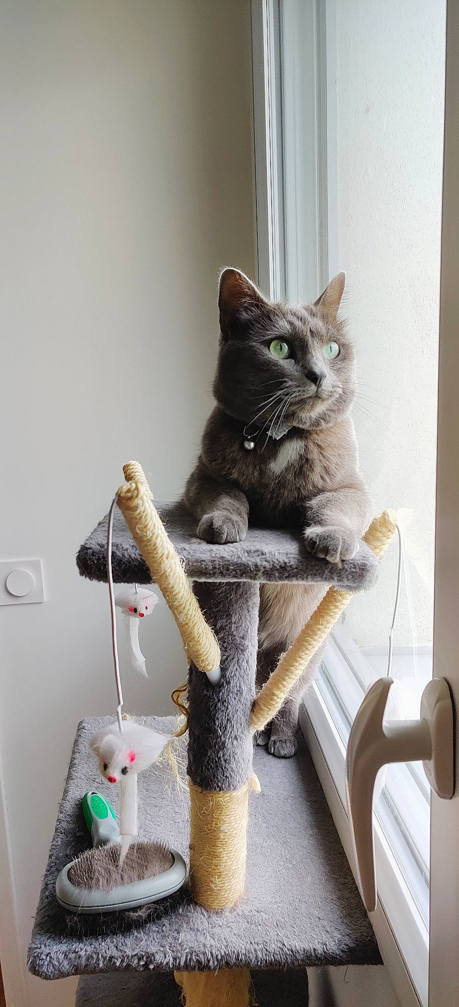 Minoutte a rejoint le concours — aidez-le/la à gagner de superbes lots ! american_shorthair, asian, british_shorthair, carnivore, cat, cat_furniture, chartreux, domestic_short_haired_cat, european_shorthair, felidae, kitten, polydactyl_cat, russian_blue, small_to_medium_sized_cats, tabby_cat, whiskers