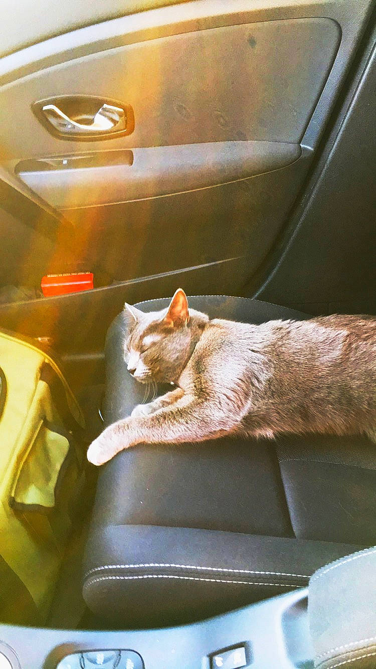 Minoutte participe au concours pour gagner de l'argent avec cette photo : carnivore, cat, comfort, felidae, leg, small_to_medium_sized_cats, whiskers