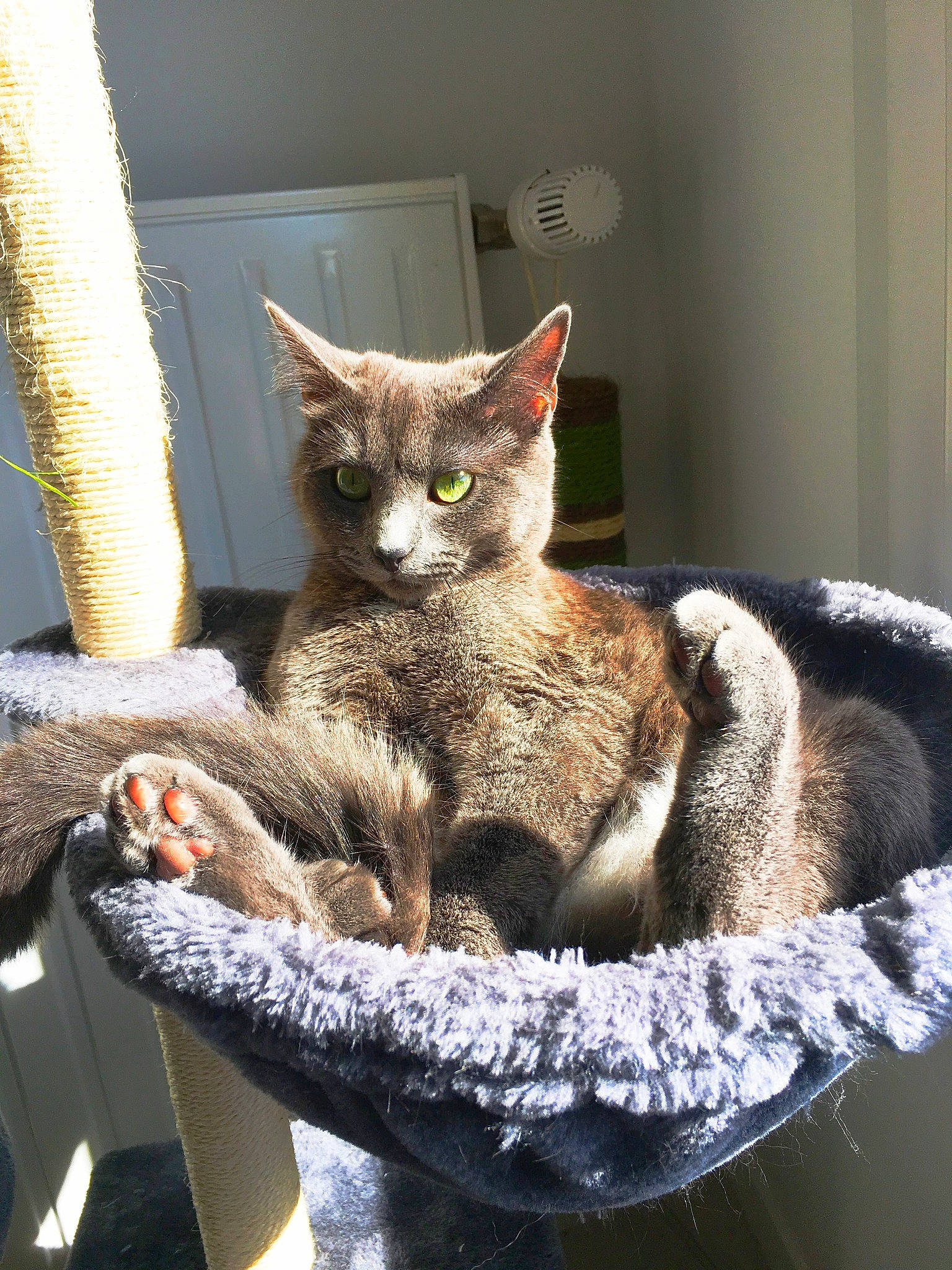 Minoutte a rejoint le concours — aidez-le/la à gagner de superbes lots ! asian, carnivore, cat, chausie, domestic_short_haired_cat, european_shorthair, felidae, german_rex, mammal, small_to_medium_sized_cats, vertebrate, whiskers