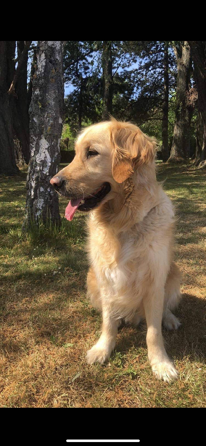 Neros participe au concours pour gagner de l'argent avec cette photo : biting, canidae, carnivore, companion_dog, dog, dog_breed, fawn, forest, grass, gun_dog, plant, snout, sporting_group, tail, terrestrial_animal, tree, trunk, wildlife, working_dog